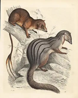 Mongoose: Pen-tailed treeshrew 1 and narrow-striped