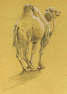 Humps: Camel