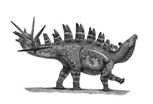 Markings: Pencil drawing of Chungkingosaurus jiangbeiensis
