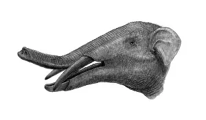Ears: Pencil drawing of Gomphotherium