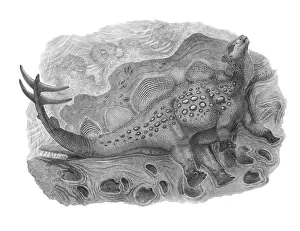 Markings: Pencil drawing of Hesperosaurus mjosi