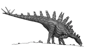 Markings: Pencil drawing of Tuojiangosaurus trying to ingest small ?