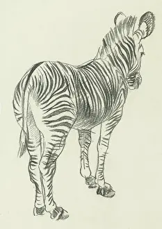 Quagga: Pencil sketch of a Zebra
