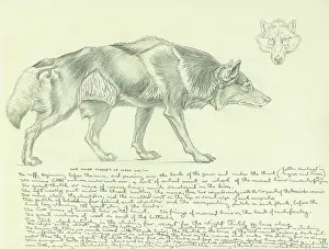 Wolves: Pencil study of a wolf