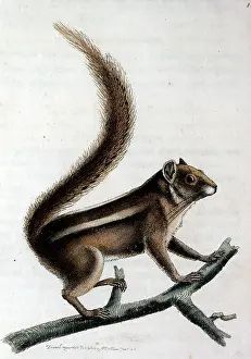 Ornithological: Pencil-tailed squirrel on a branch
