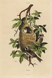 Fries: Penduline tit, Remiz pendulinus, and nest