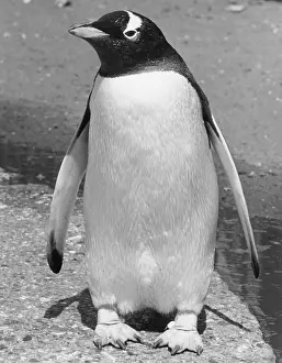 Ad Lib Studios: PENGUIN