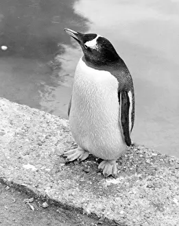 Ad Lib Studios: PENGUIN
