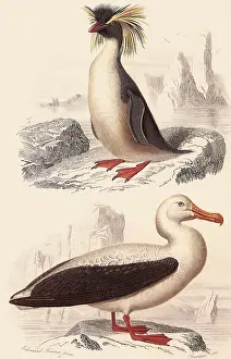 Wandering: A Penguin and an Albatross