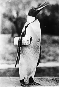 A penguin with newspaper