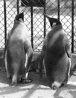 Ad Lib Studios: PENGUIN PALS