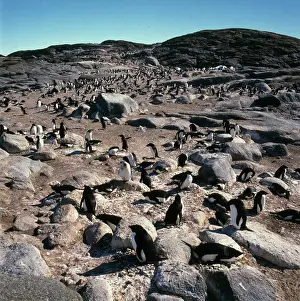 Rookery: Penguin, rookery, Antarctica
