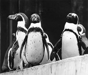 Ad Lib Studios: PENGUINS