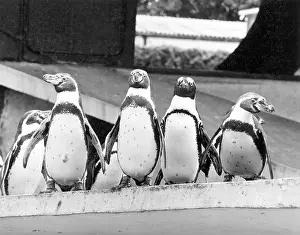 Ad Lib Studios: PENGUINS