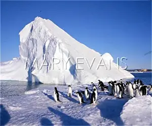 Adelie: PENGUINS ON THE ICE
