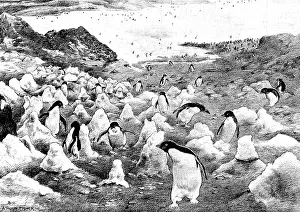 Adare: Penguins walking up Cape Adare, Antarctica, c.1902