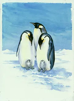 Penguins with Young in the Snow