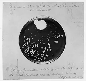Petri: Penicillin Culture - 1929