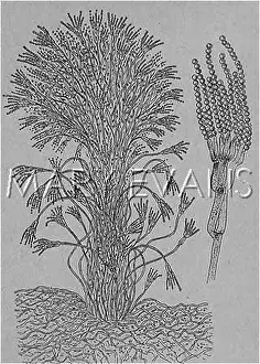 Glaucum: PENICILLIUM GLAUCUM