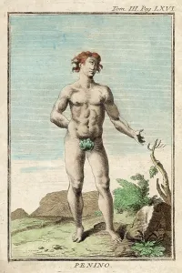 Penis: PENINO