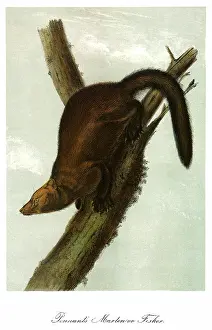 Marten: Pennant's Marten