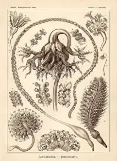 Glitsch: Pennatulacea sea pen corals:
