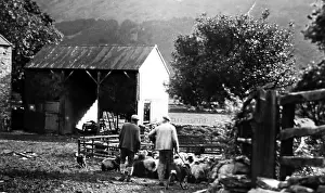 Penning: Penning sheep in Buttermere, Lake District, early 1900s