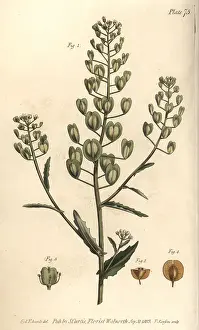 Arvense: Pennycress, Thlaspi arvense