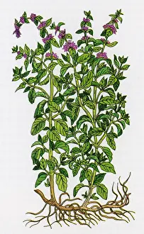 Rituals: Pennyroyal, Alchemy Plant