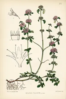 Squaw: Pennyroyal, Mentha pulegium