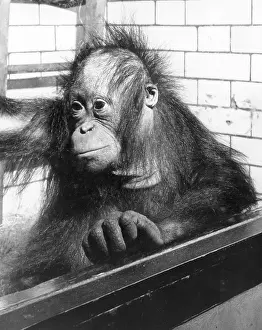Ad Lib Studios: PENSIVE ORANGUTAN