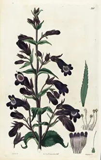Penstemon: Penstemon atropurpureus