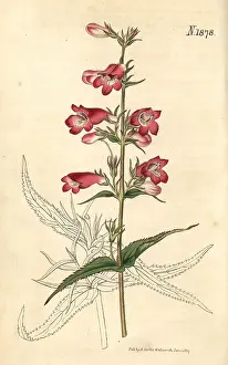 Couchman: Penstemon campanulatus