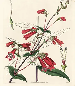 Gentian: Penstemon gentianoides