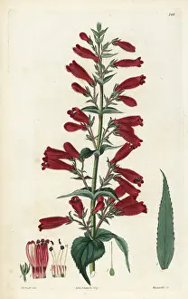 Rosea: Penstemon roseus