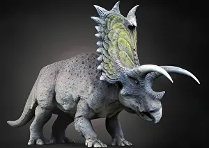 Cerapoda: Pentaceratops dinosaur