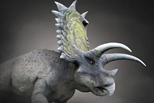 Cerapoda: Pentaceratops dinosaur, close-up