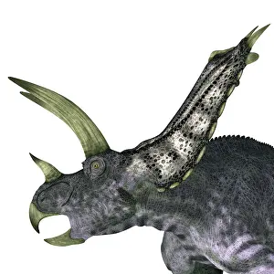 Cerapoda: Pentaceratops dinosaur head