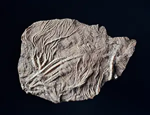Echinoderm: Pentacrinites, crinoid