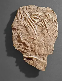 Echinoderm: Pentacrinites, crinoid