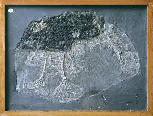 Liassic: Pentacrinites fossilis, crinoid