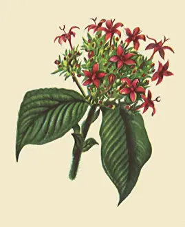 Lanceolata: Pentas Lanceolata