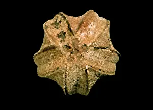 Calcium: Pentremites spicatus, blastoid