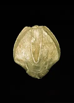 Fortey: Pentrimites robustus, blastoid
