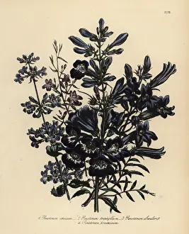 Perennials: Pentstemon or Penstemon species