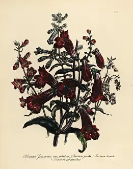 Perennials: Pentstemon or Penstemon species