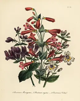 Perennials: Pentstemon or Penstemon species