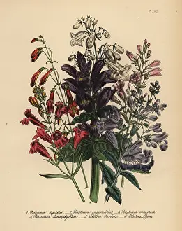 Digitalis: Pentstemon or Penstemon species