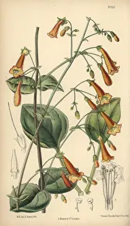 Hand Coloured: Pentstemon rotundifolius, native of North Mexico