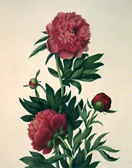 Buds: Peonies